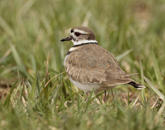 Killdeer Charadrius vociferus