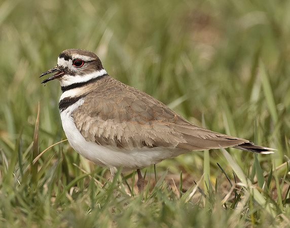 Killdeer Charadrius vociferus