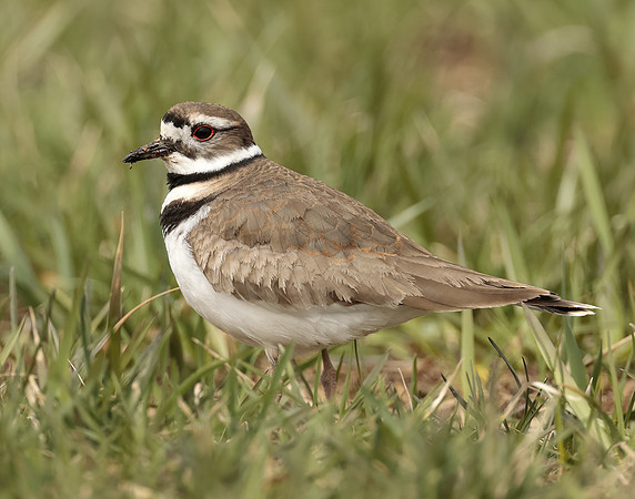 Killdeer Charadrius vociferus