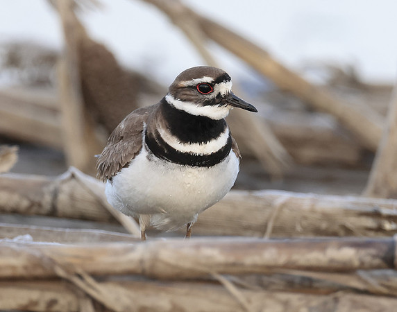 Killdeer Charadrius vociferus
