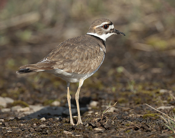 Killdeer Charadrius vociferus