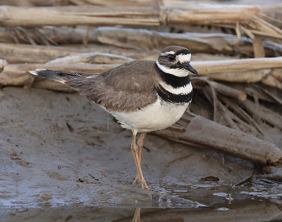 Killdeer Charadrius vociferus