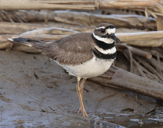 Killdeer Charadrius vociferus