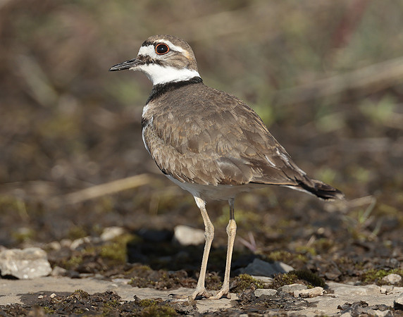 Killdeer Charadrius vociferus