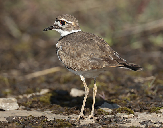 Killdeer Charadrius vociferus