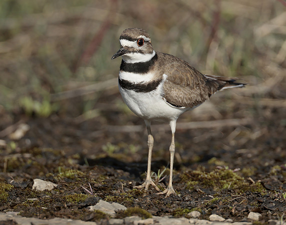 Killdeer Charadrius vociferus