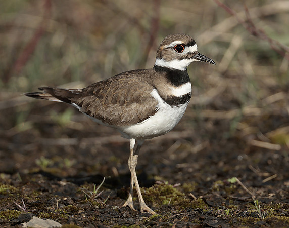 Killdeer Charadrius vociferus