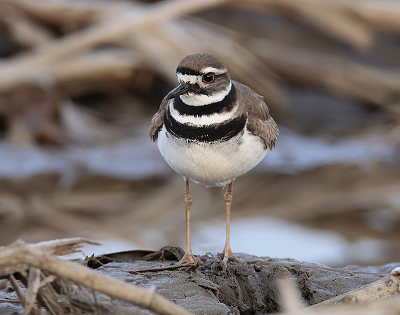 Killdeer Charadrius vociferus
