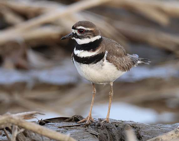 Killdeer Charadrius vociferus