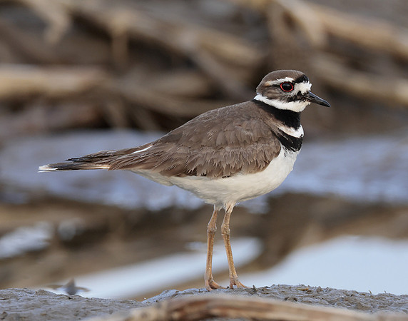 Killdeer Charadrius vociferus