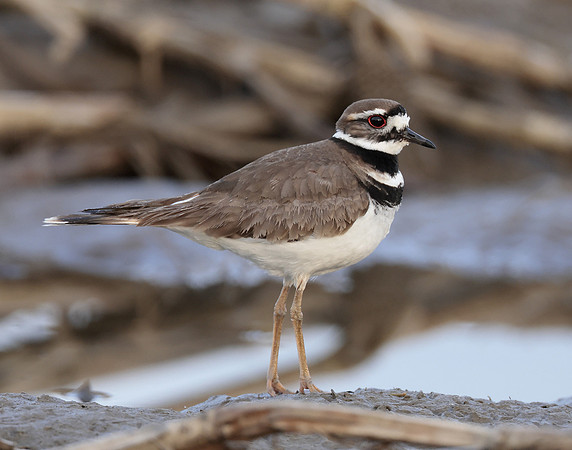 Killdeer Charadrius vociferus