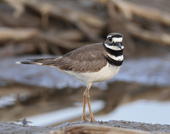 Killdeer Charadrius vociferus