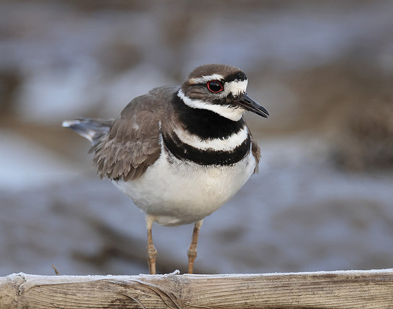 Killdeer Charadrius vociferus