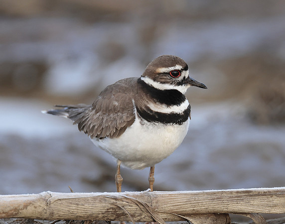 Killdeer Charadrius vociferus