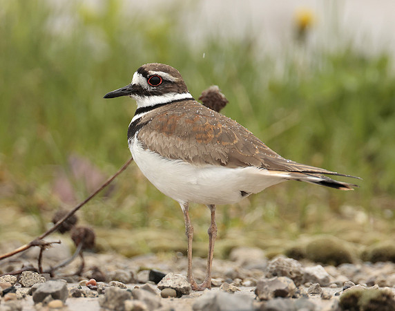 Killdeer Charadrius vociferus