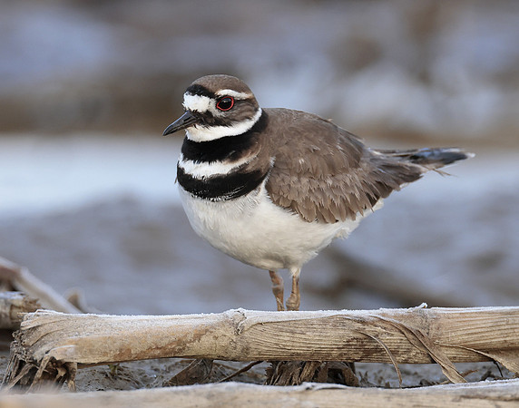 Killdeer Charadrius vociferus