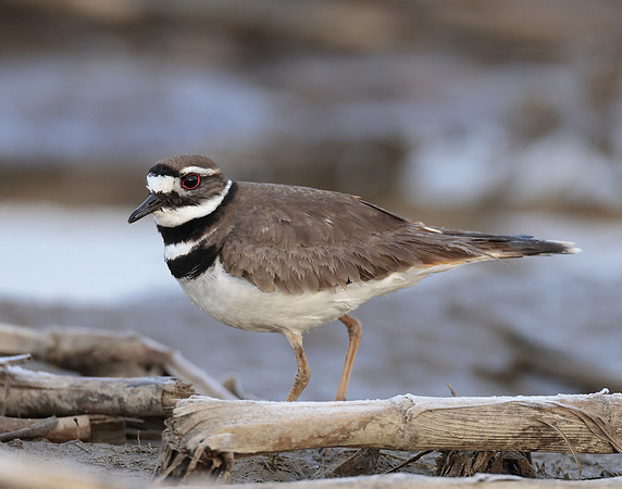 Killdeer Charadrius vociferus