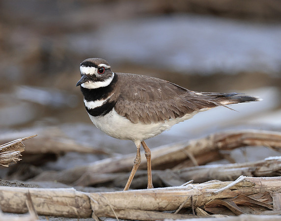 Killdeer Charadrius vociferus
