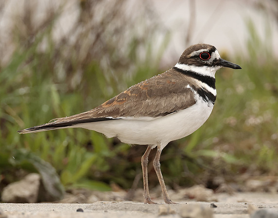 Killdeer Charadrius vociferus