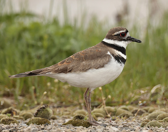 Killdeer Charadrius vociferus