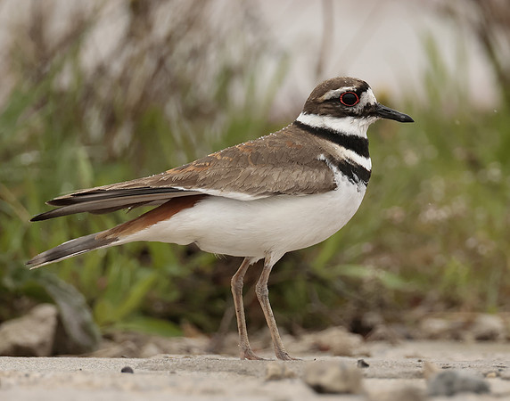 Killdeer Charadrius vociferus