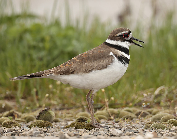 Killdeer Charadrius vociferus