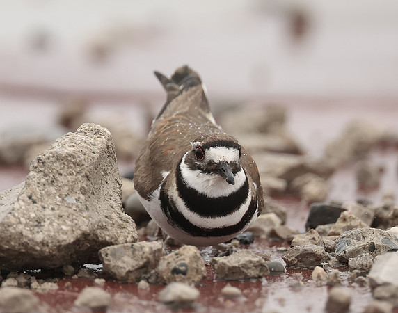 Killdeer Charadrius vociferus