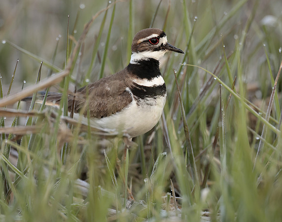 Killdeer Charadrius vociferus