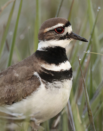 Killdeer Charadrius vociferus