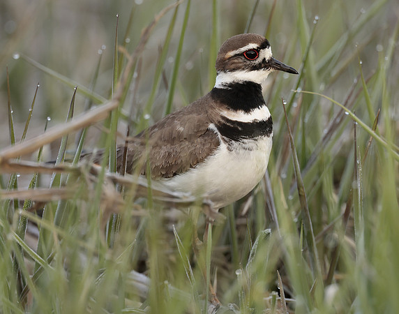 Killdeer Charadrius vociferus