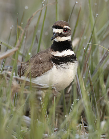Killdeer Charadrius vociferus
