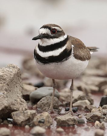 Killdeer Charadrius vociferus