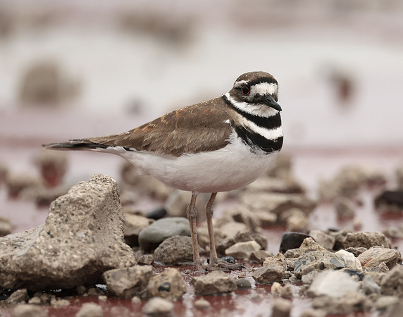 Killdeer Charadrius vociferus