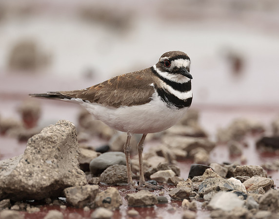 Killdeer Charadrius vociferus