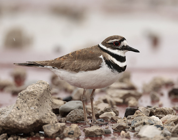 Killdeer Charadrius vociferus