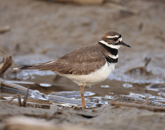 Killdeer Charadrius vociferus