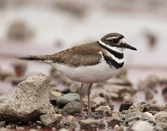 Killdeer Charadrius vociferus