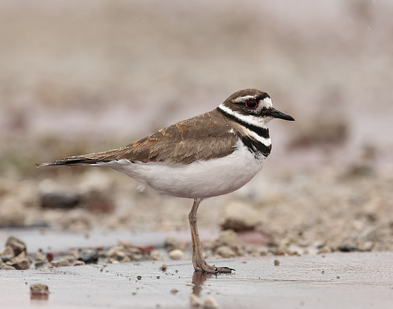Killdeer Charadrius vociferus