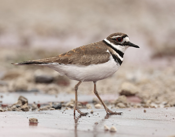 Killdeer Charadrius vociferus