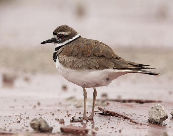 Killdeer Charadrius vociferus
