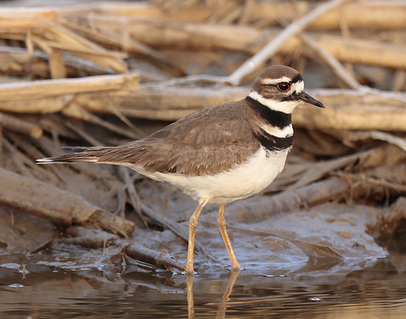 Killdeer Charadrius vociferus