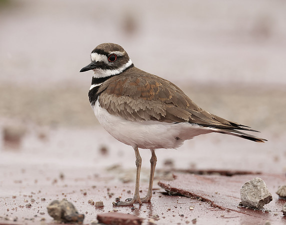 Killdeer Charadrius vociferus