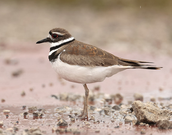 Killdeer Charadrius vociferus