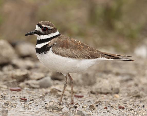 Killdeer Charadrius vociferus
