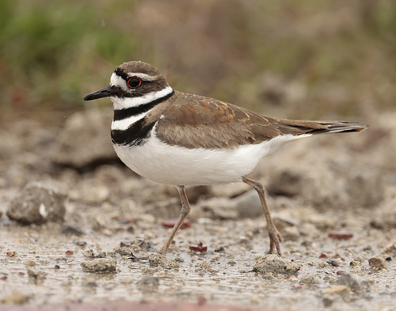 Killdeer Charadrius vociferus