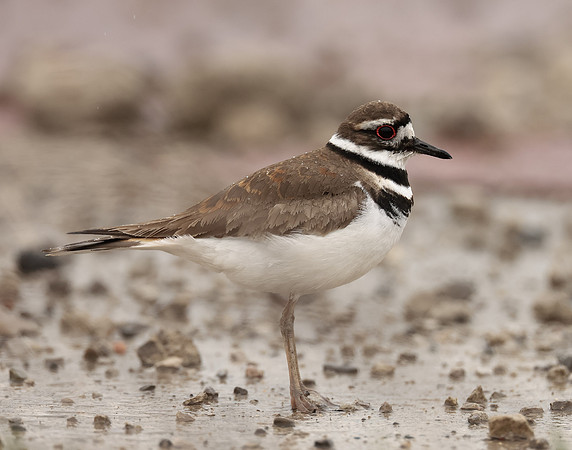 Killdeer Charadrius vociferus