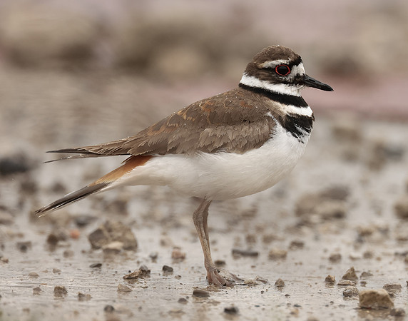 Killdeer Charadrius vociferus