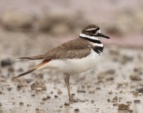 Killdeer Charadrius vociferus