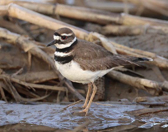 Killdeer Charadrius vociferus