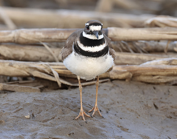 Killdeer Charadrius vociferus